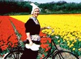 Amsterdam picture from http://www.cruisingholidays.co.uk/river/rhine/images/tulips.jpg Amsterdam picture from http://www.cruisingholidays.co.uk/river/rhine/images/tulips.jpg